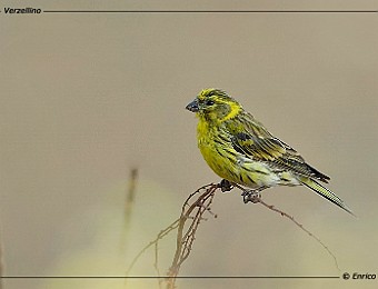 Animali 148